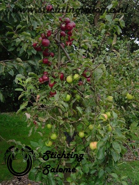 stichtingsalome-Drie soorten appels aan een stam.jpg