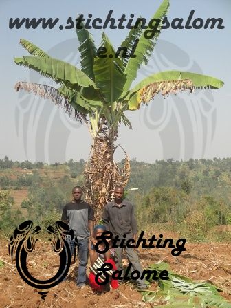 stichtingsalome-Bananenboom.jpg